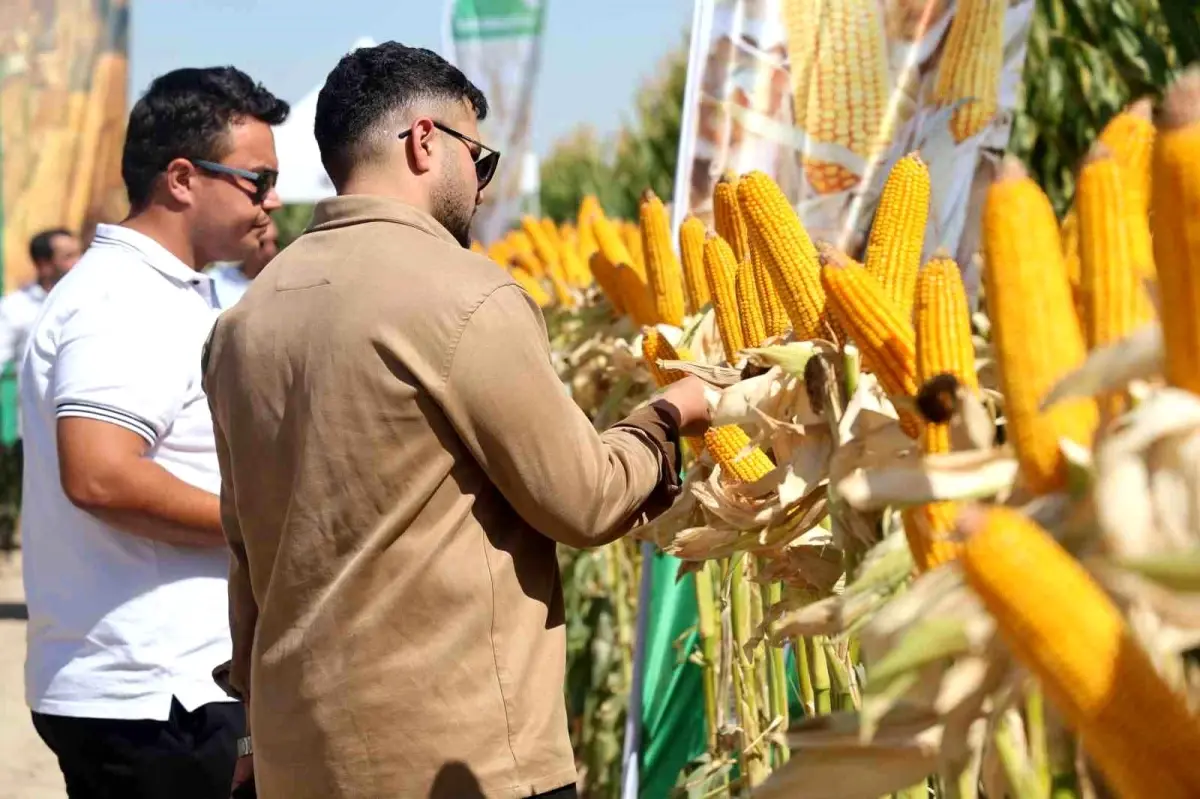 may tohumun tarla gununde yeni misir cesitleri tanitildi gBCuniwY