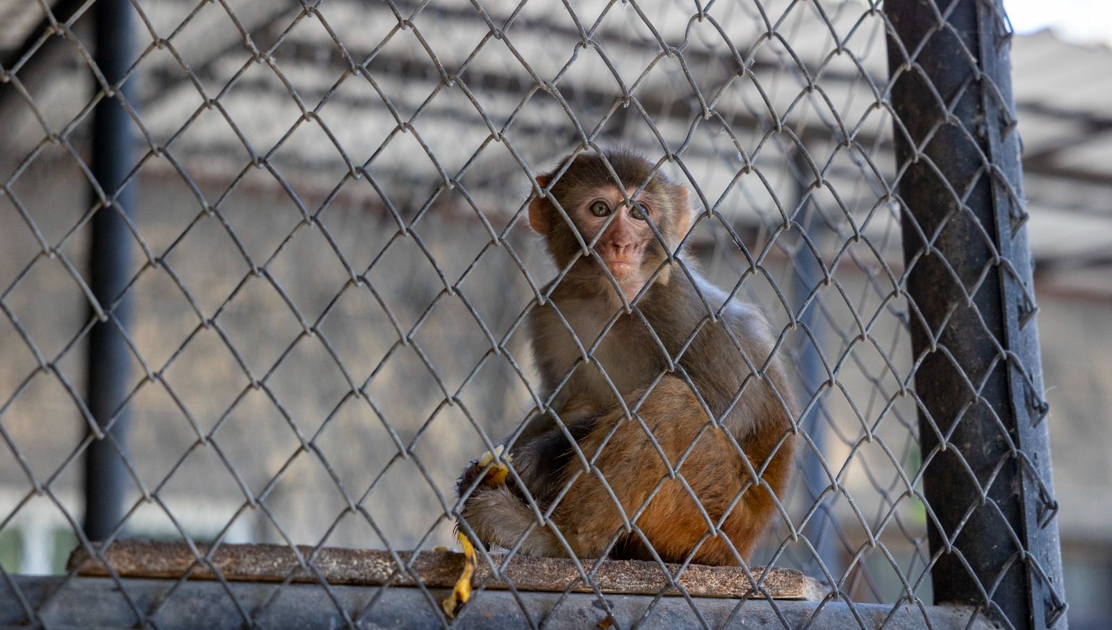 siddet magduru maymun koruma altinda DpE2zczU