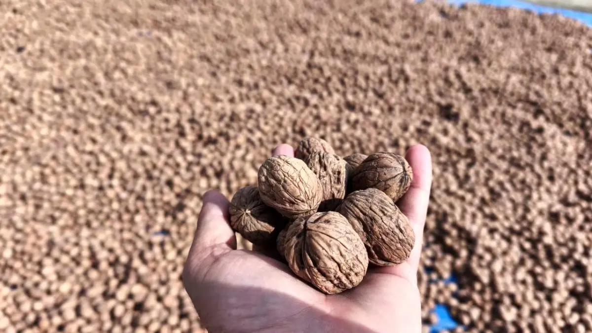 karaagacta ceviz hasadi basladi 6xi1KcOJ.jpg