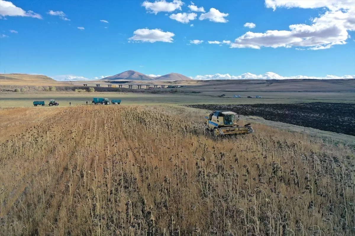 karsta yaglik aycicegi ekimi yuzde 50 artti QCVGg2qA.jpg