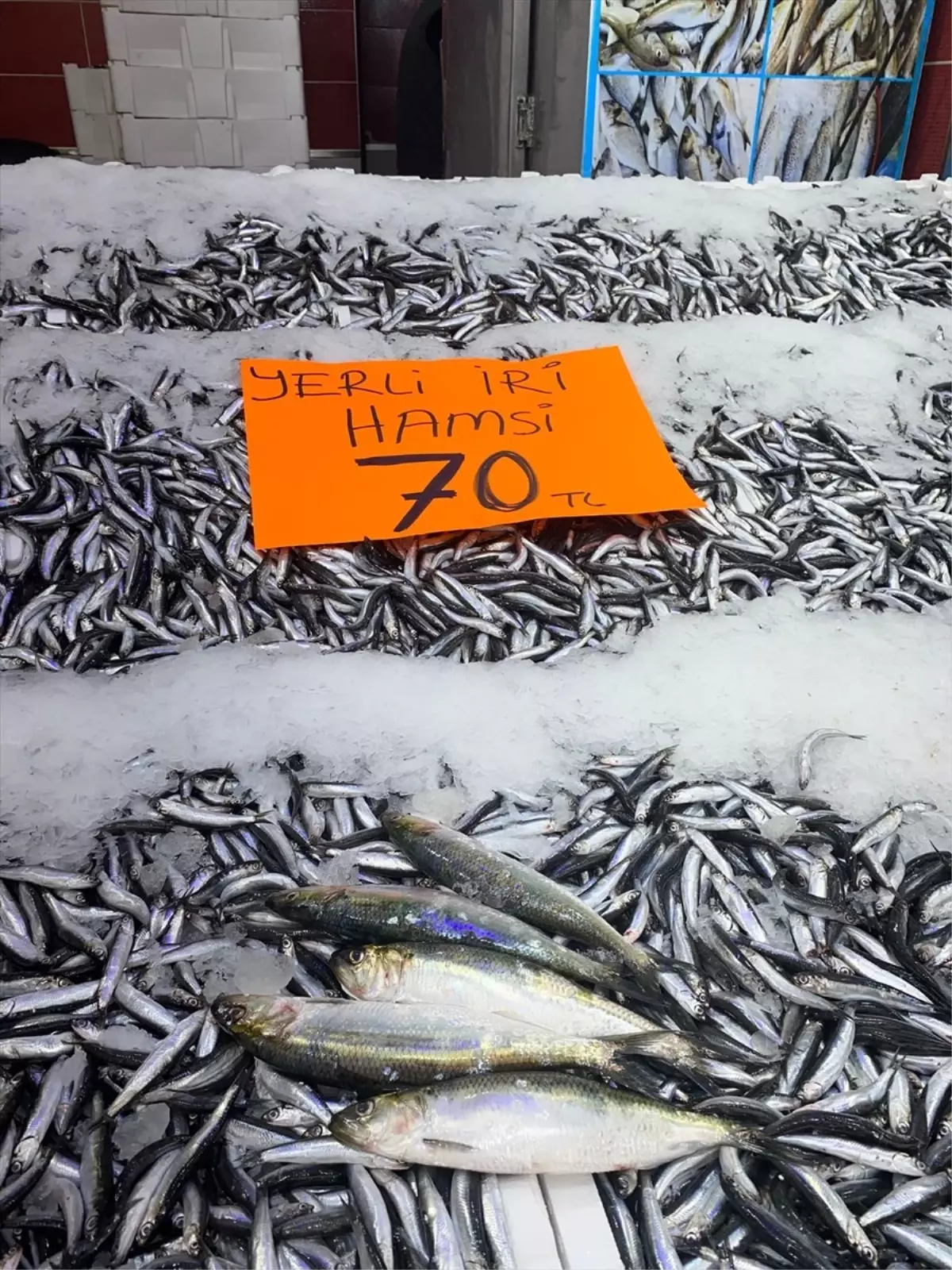Ordu’da Hamsi Fiyatları Düşüyor orduda hamsi fiyatlari dusuyor hgzfddvE.jpg