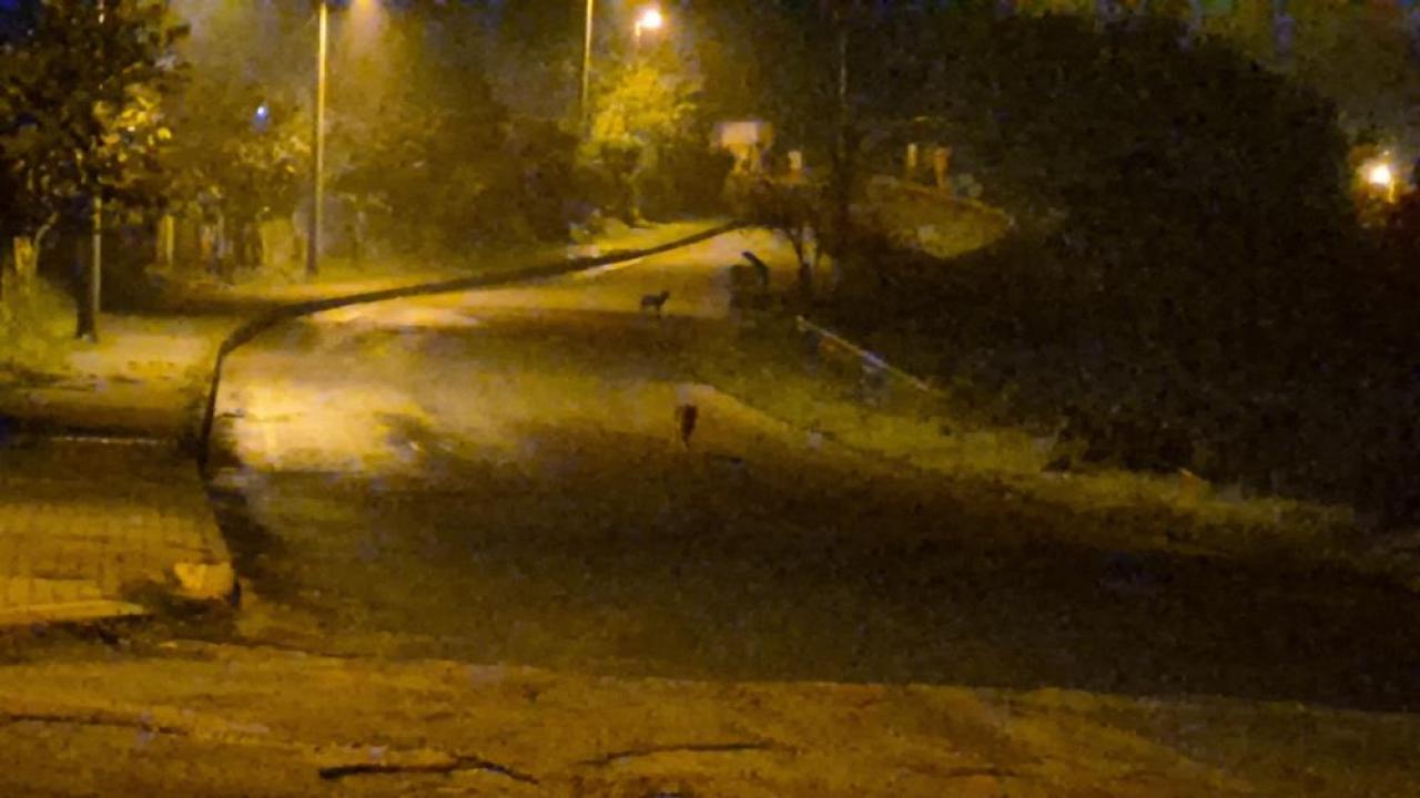 cakallar sehir merkezini mesken tuttu EiVk5nLX.jpg