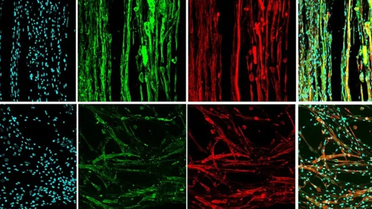İşlevsel kas dokusunu yoktan var ettiler. Hem de uzayda…