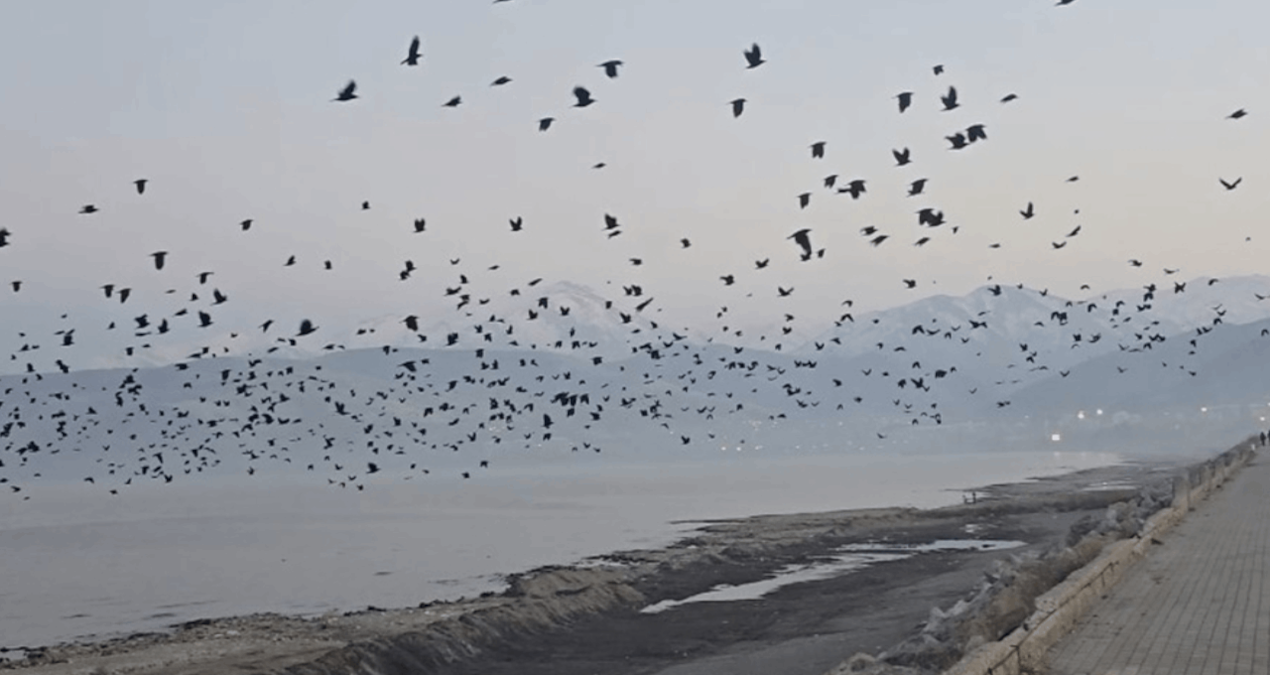 Bitlis’te gökyüzünde karga yoğunluğu kamerada