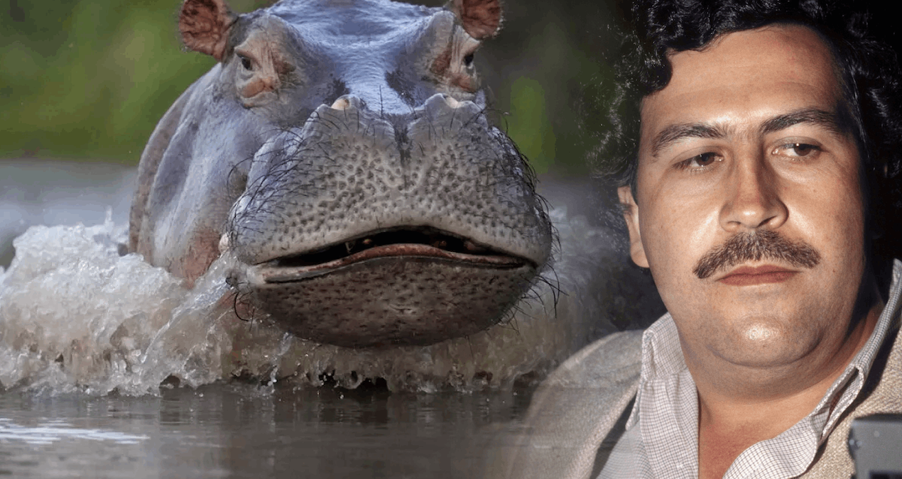 Hintli Milyarder, Escobar’ın Su Aygırlarını Kurtarmak İçin Harekete Geçti